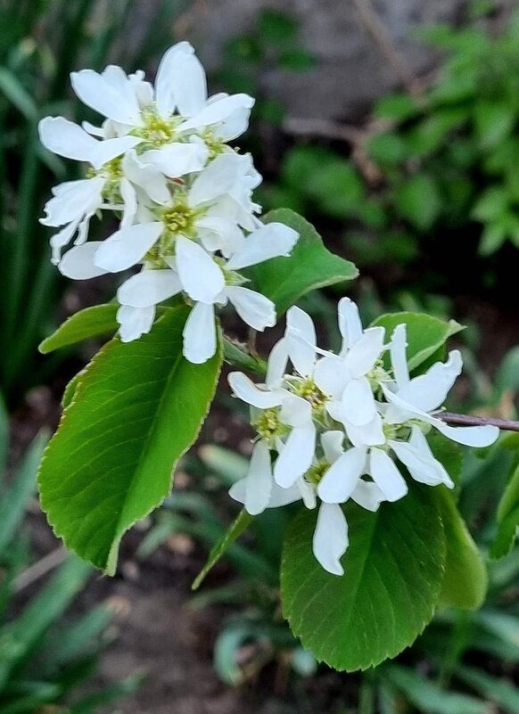 Ирга цветет - Наталья Ирга цветет - Наталья