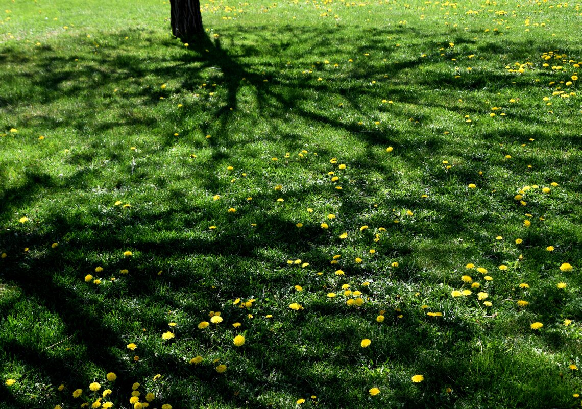 Апрель. Тень. - Павленко Михаил Апрель. Тень. - Павленко Михаил