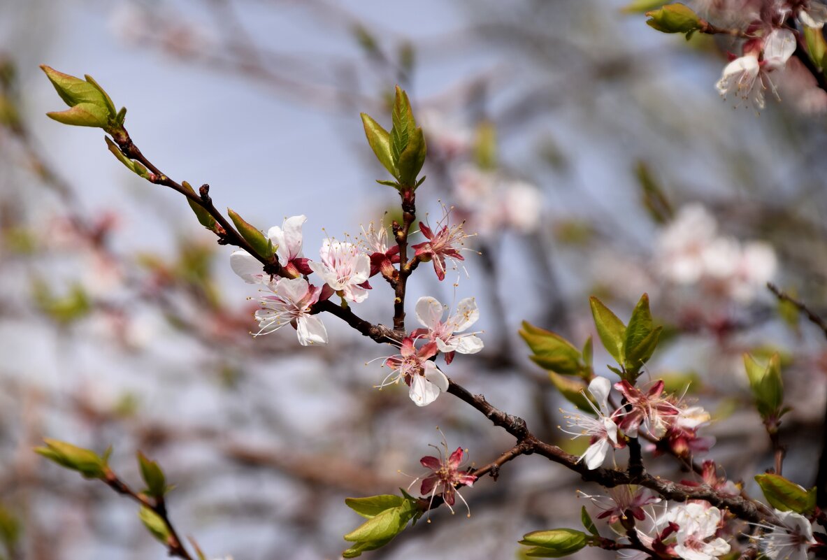 Апрель - Павленко Михаил Апрель - Павленко Михаил