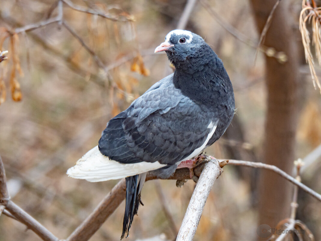 Валера, брат Маши - первый вылет из гнезда - Игорь Волков Валера, брат Маши - первый вылет из гнезда - Игорь Волков