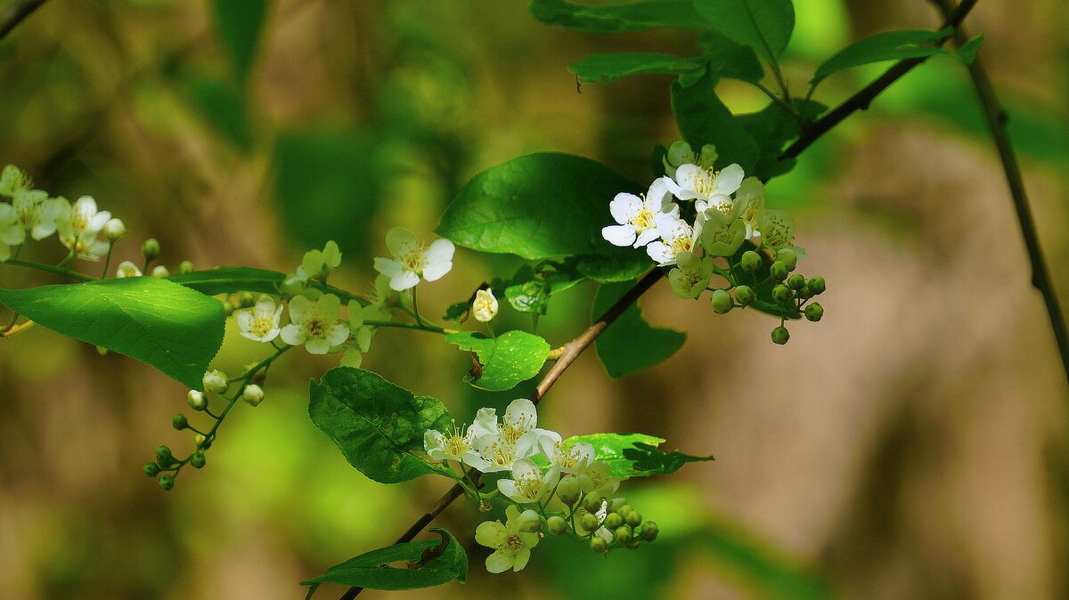 Черемуха - Наталья Лакомова Черемуха - Наталья Лакомова