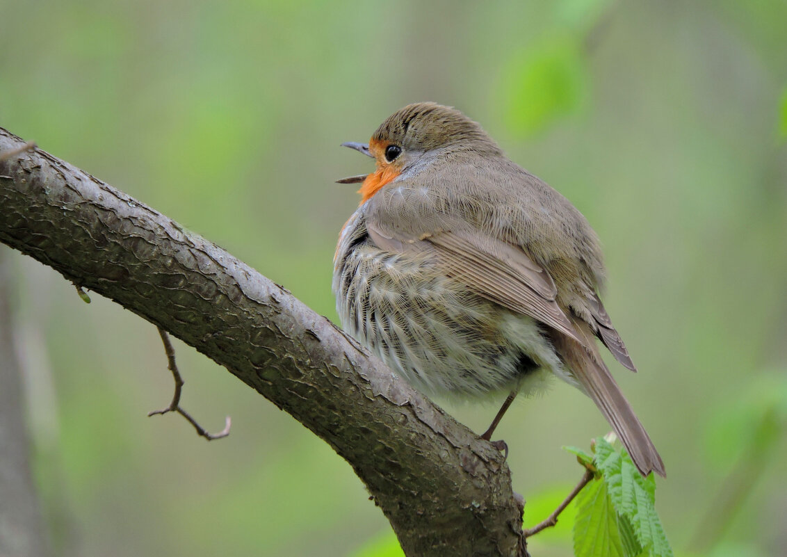 Я от дедушки ушел, я от бабушки ушел... - Ната Волга