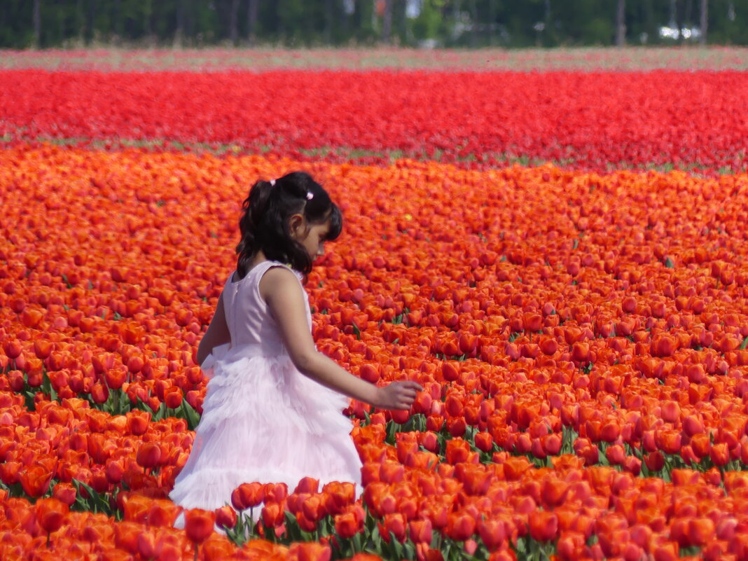 Королевство цветов(серия) - Владимир Манкер Королевство цветов(серия) - Владимир Манкер