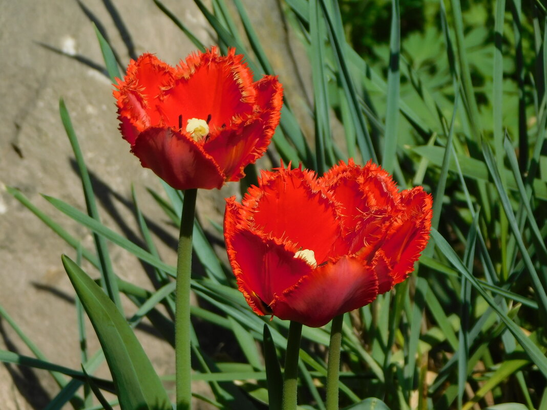 Тюльпан бахромчатый - Наиля 