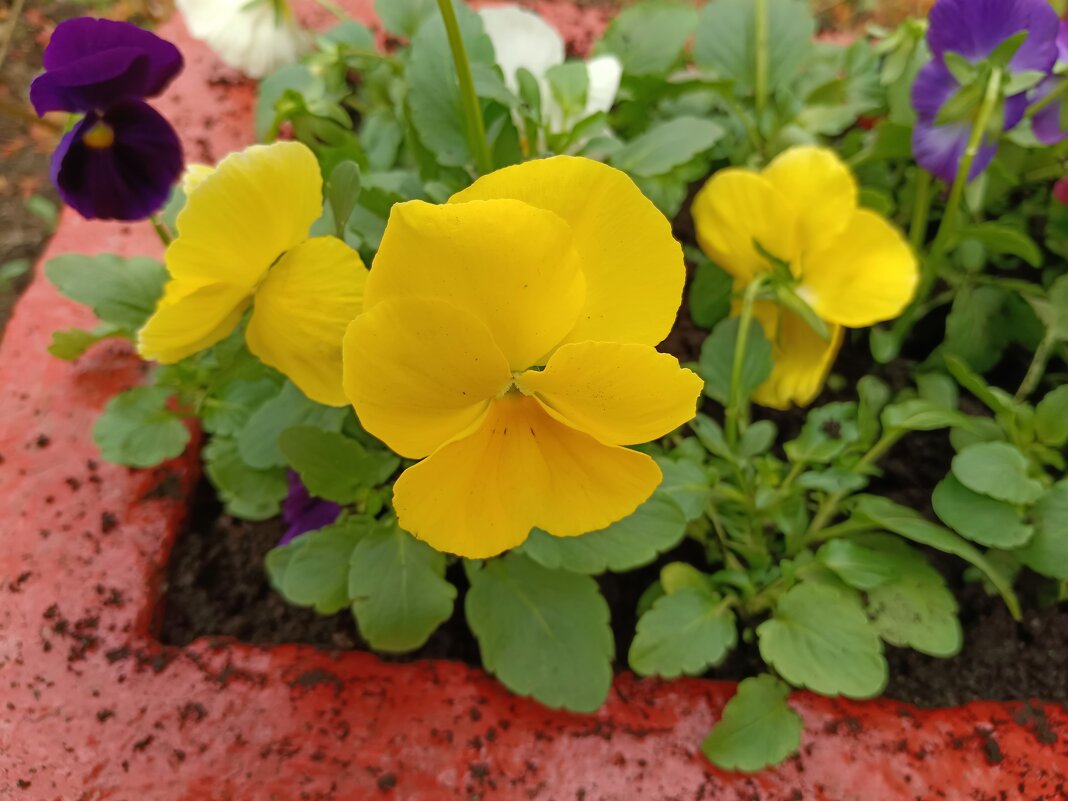 Солнечные... - Мария Васильева Солнечные... - Мария Васильева