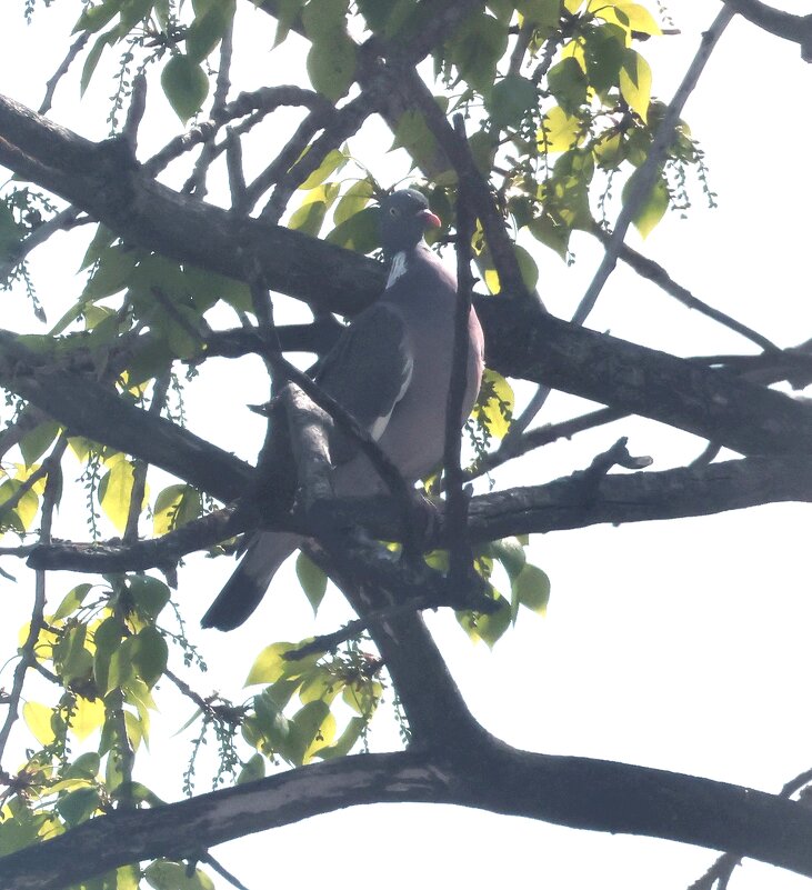 Утренний вяхирь - Павел Fotoflash911 Никулочкин