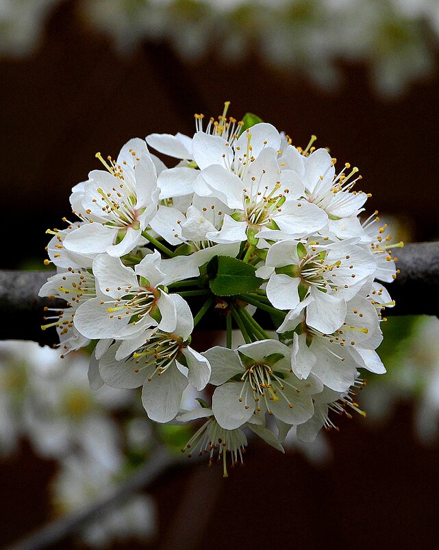 Яблоня в цвету - Леонид leo Яблоня в цвету - Леонид leo