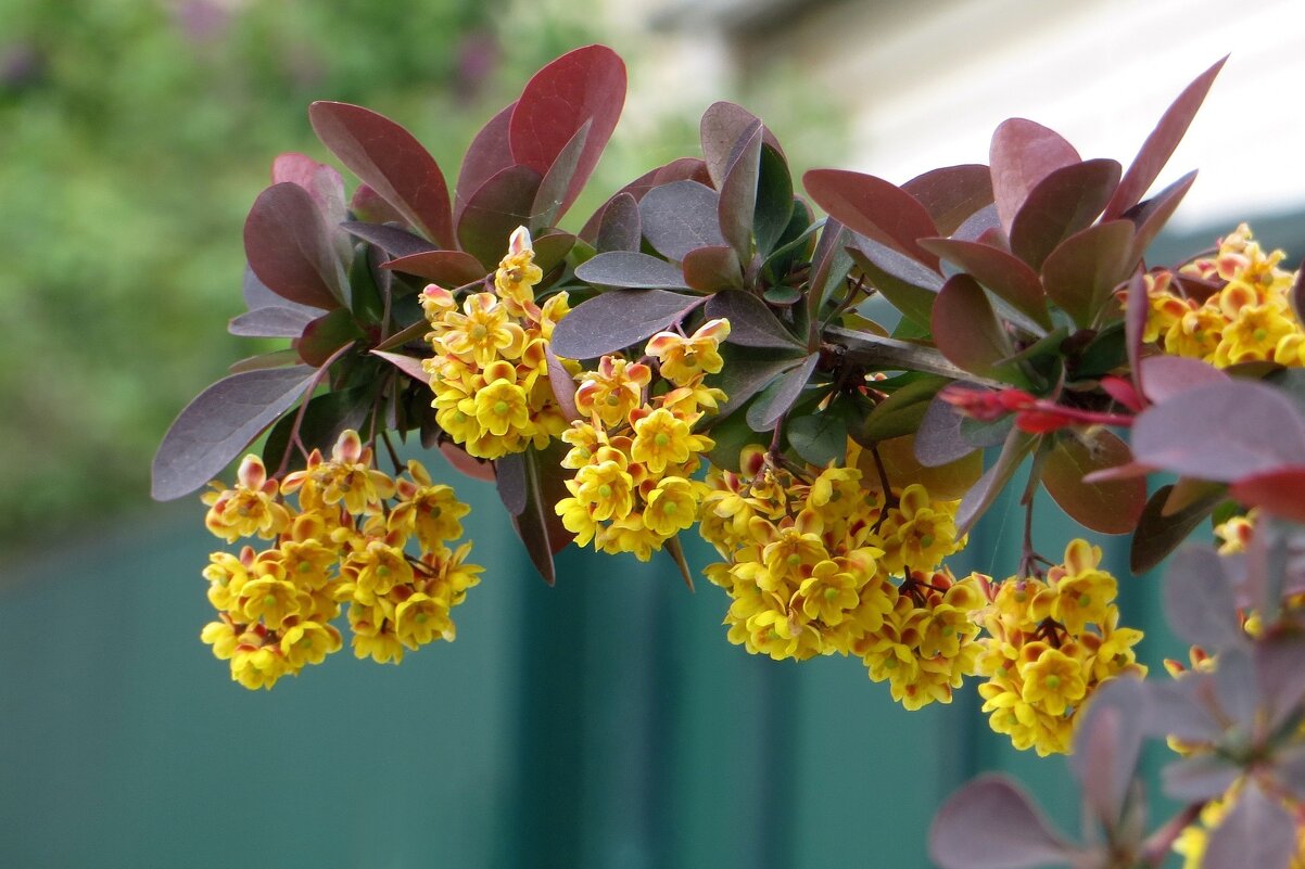 Золотое очарование декоративного барбариса - Татьяна Смоляниченко Золотое очарование декоративного барбариса - Татьяна Смоляниченко