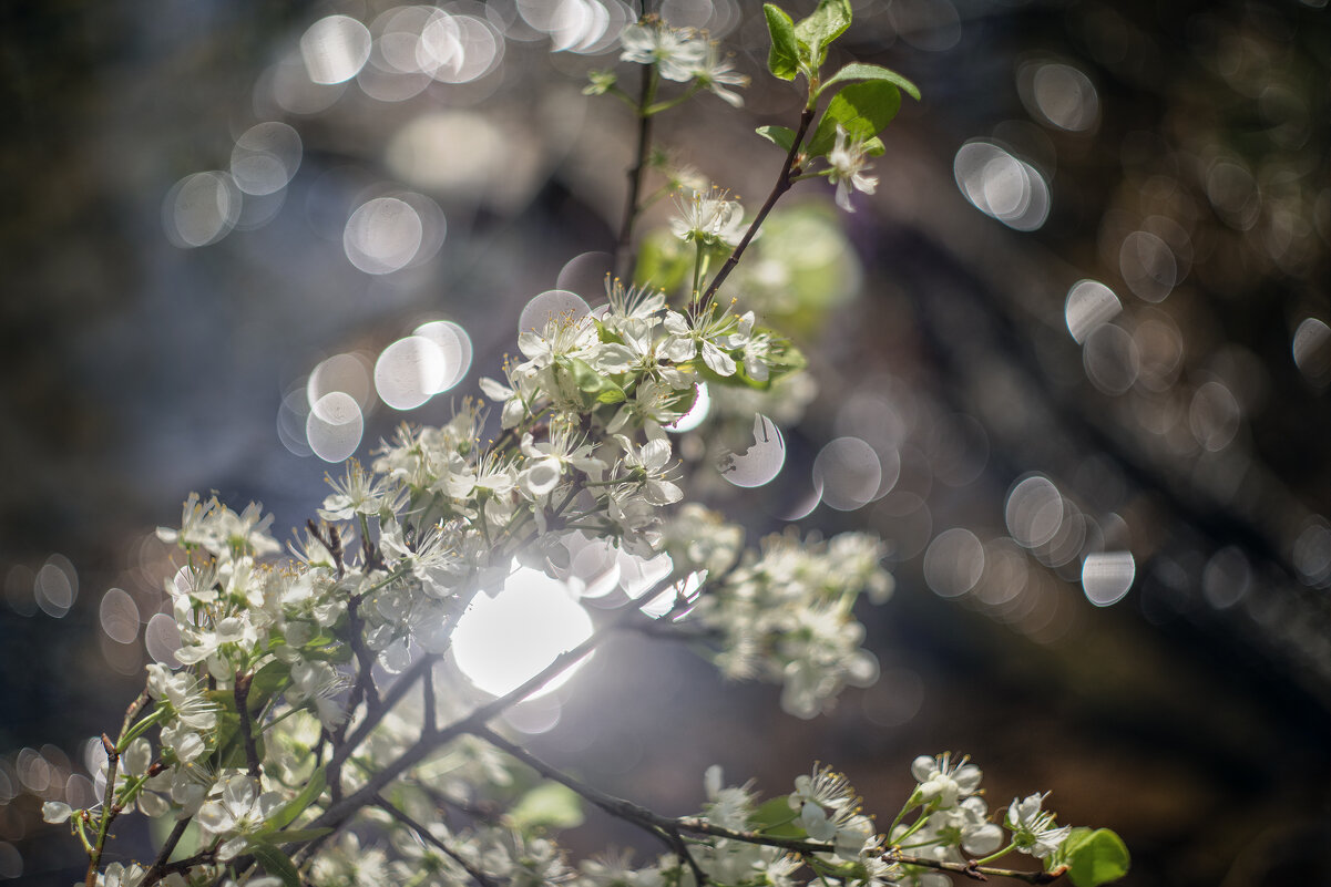 Цвет боке - sorovey Sol