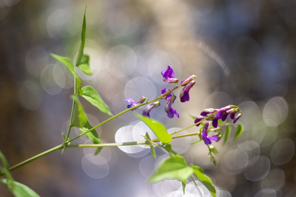 Чина весенняя - sorovey Sol