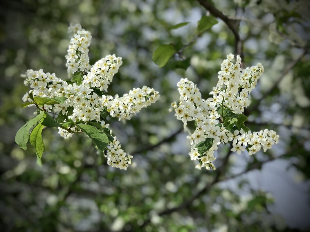 Аромат черемухи. - Любовь 