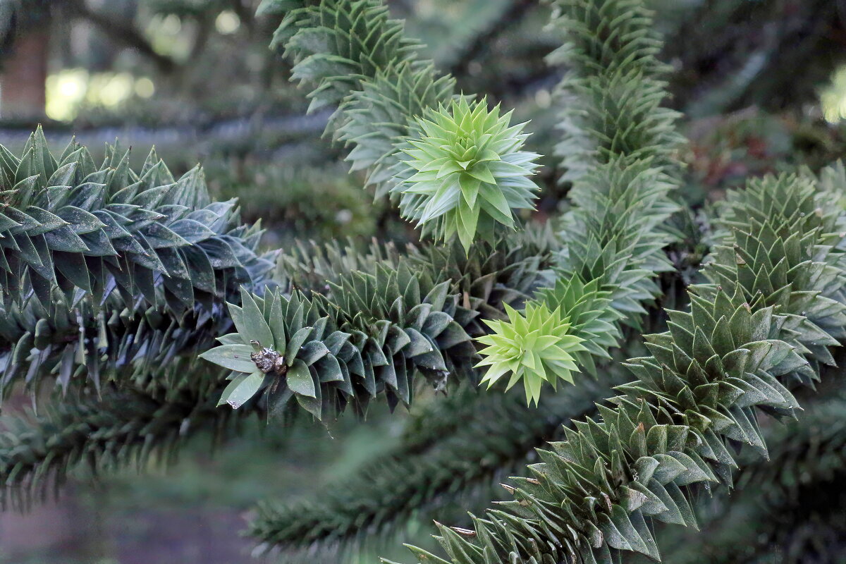 Ростки - Sergey Grim