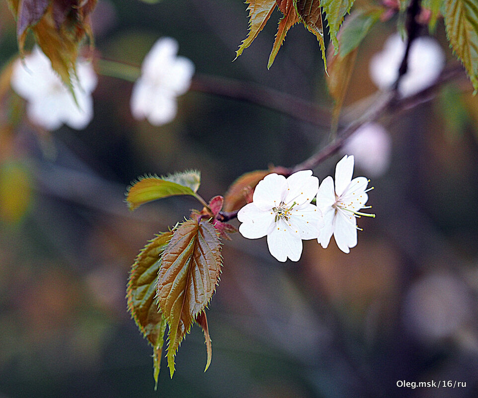 у природы свои законы - Олег Лукьянов