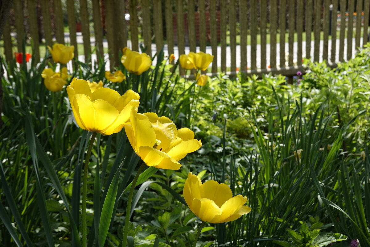 Желтые весенние тюльпаны! Возрождается Весны дыханье!... - Галина 