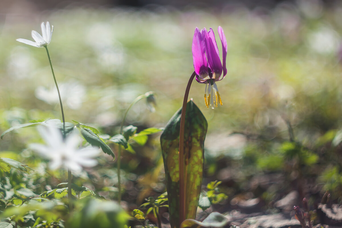 пробуждение - Марина Юдинских