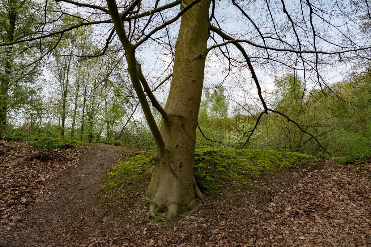 *** - Николай Гирш *** - Николай Гирш