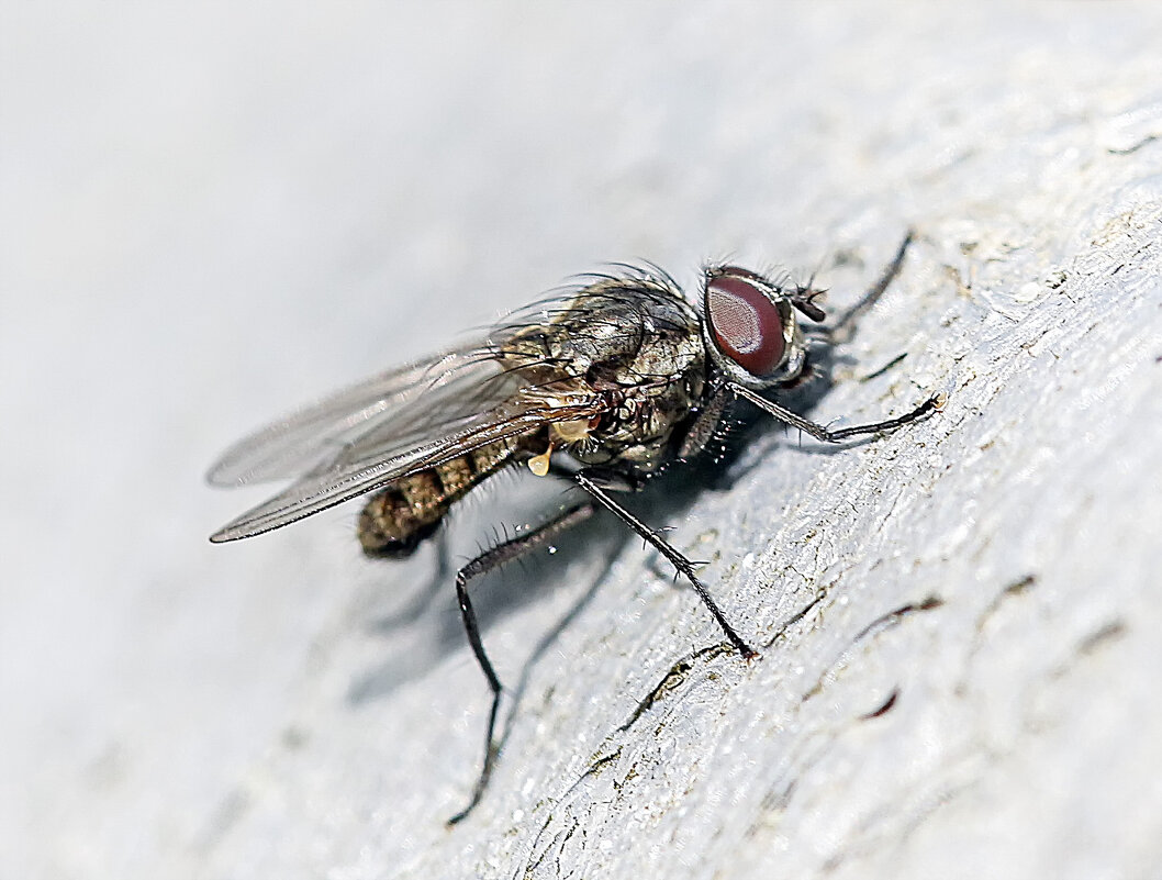 **** - Андроник Александр 