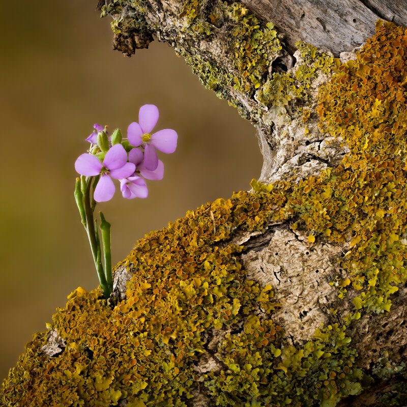 *** - Александр Григорьев