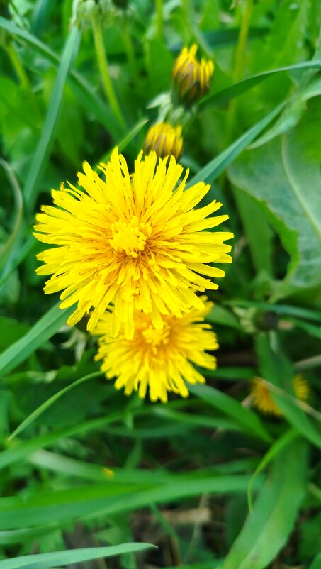 Солнышки на ножках - светлана льдокова