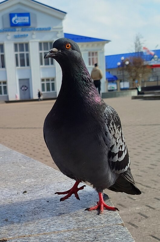 Еда есть?а если найду? - светлана льдокова Еда есть?а если найду? - светлана льдокова
