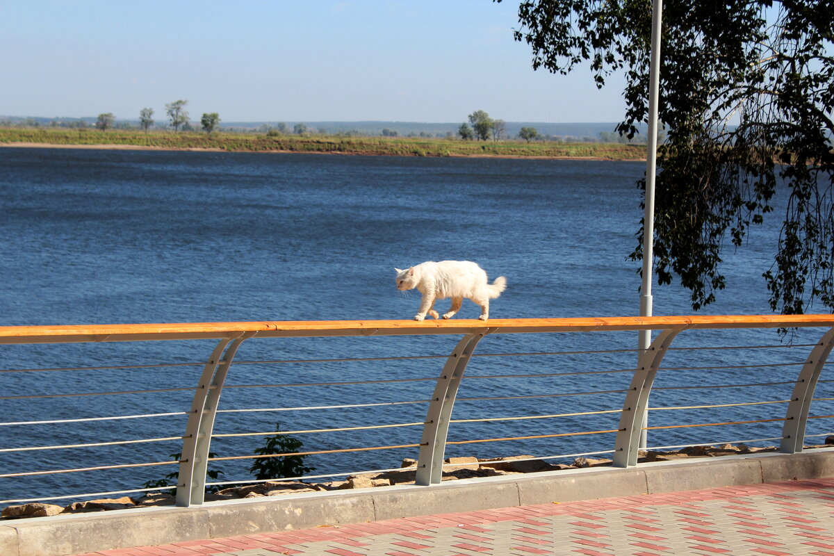 Прогулка белого кота - Марсель Валеев Прогулка белого кота - Марсель Валеев