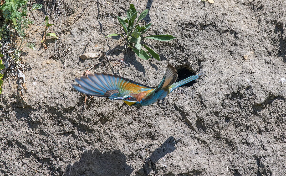 золотистые щурки. - юрий макаров золотистые щурки. - юрий макаров