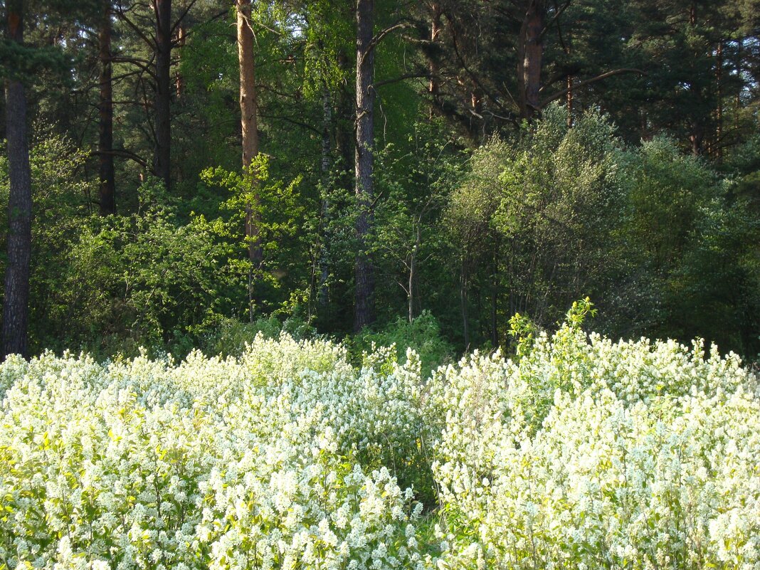 лес - марта Камушкина