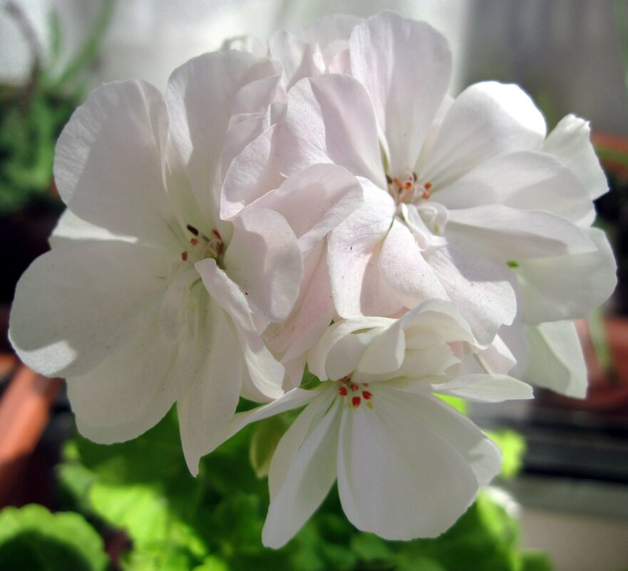 Герань "Невеста". - Ирина ***