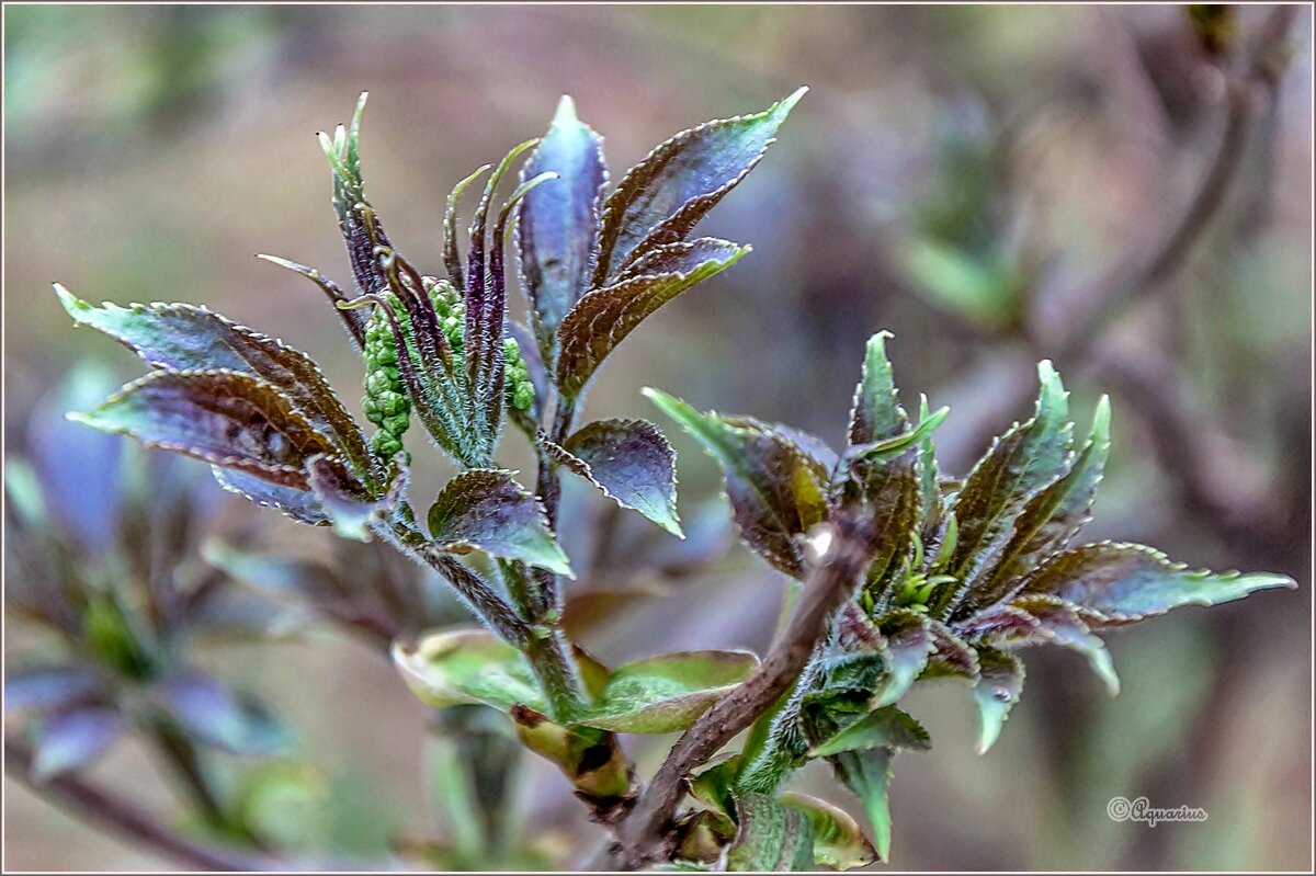 Неторопливая весна... - Aquarius - Сергей Неторопливая весна... - Aquarius - Сергей