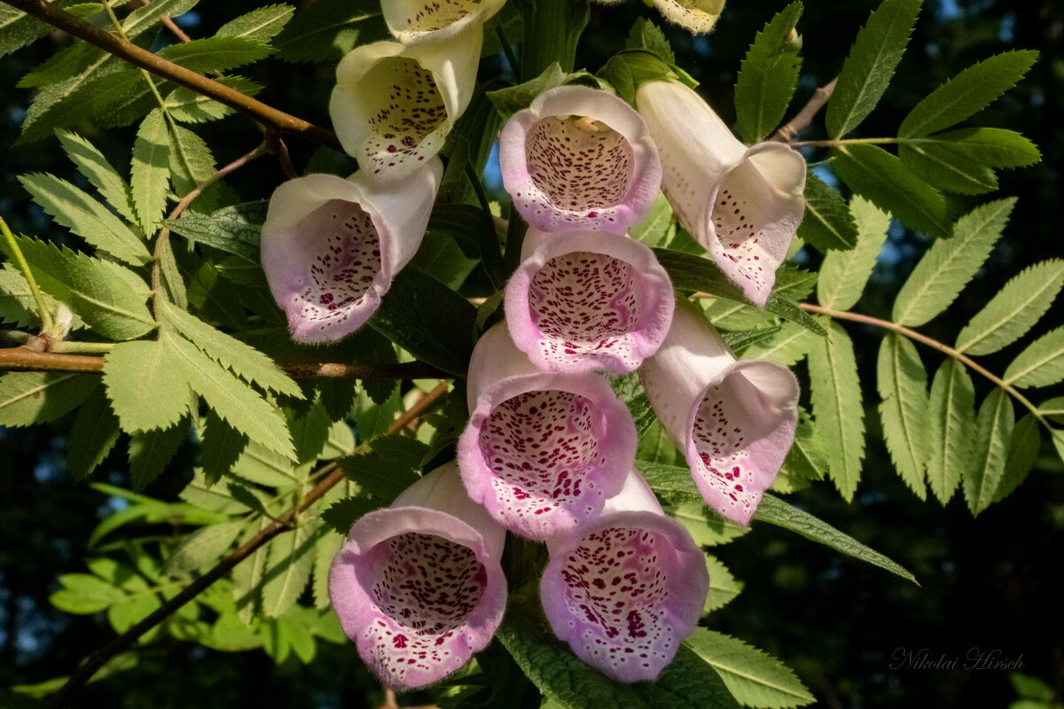 Про наперстянку... - Николай Гирш Про наперстянку... - Николай Гирш