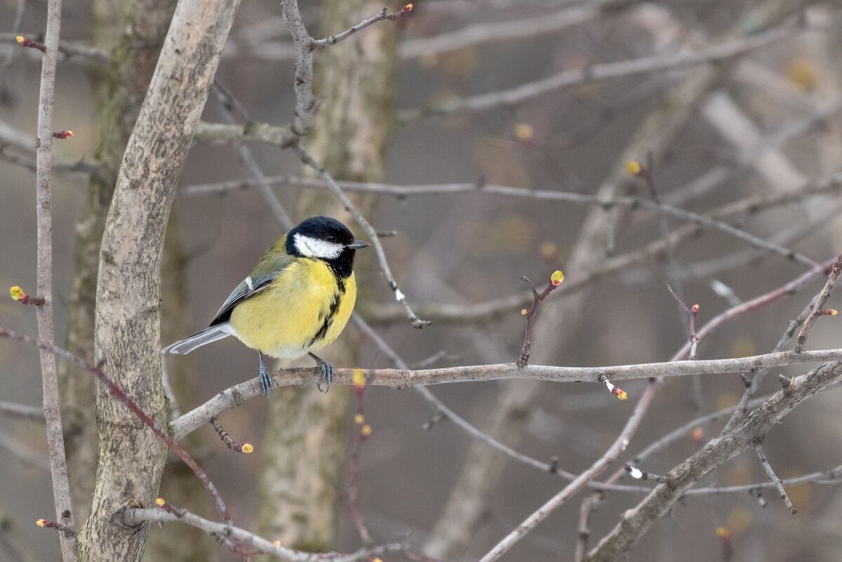 Синичка - Павел Шинкарёв