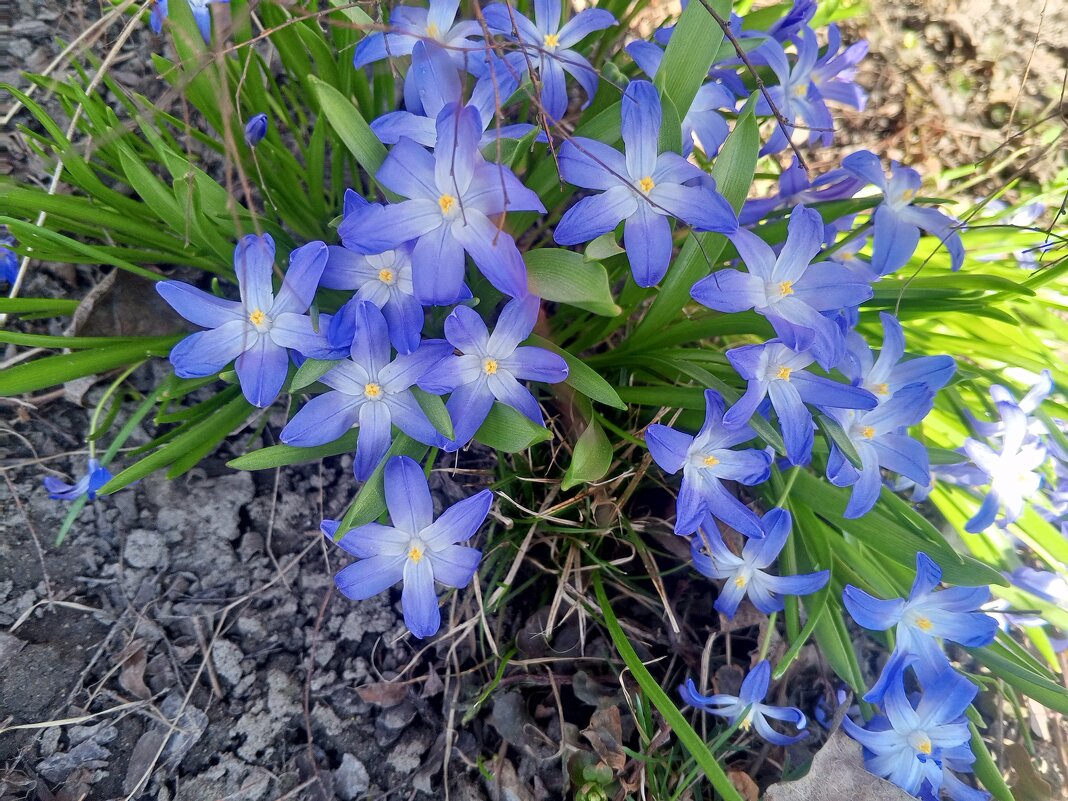 Хионодокса - Сапсан 