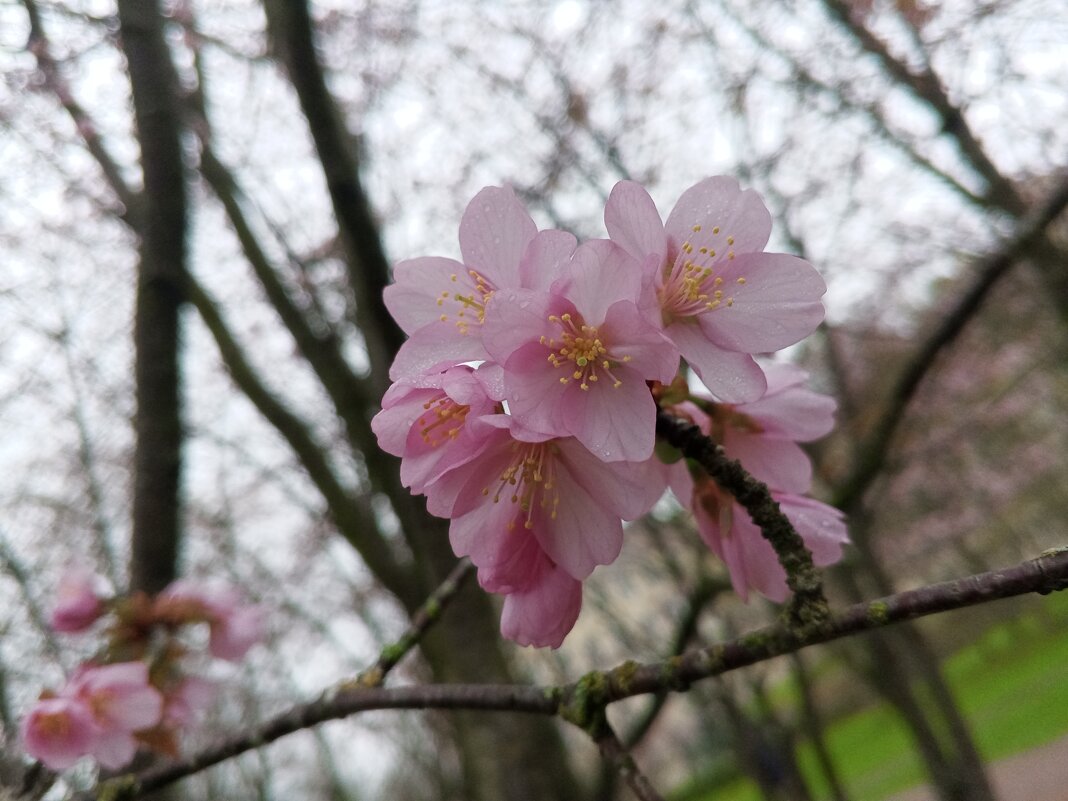 Сакура - Сапсан 