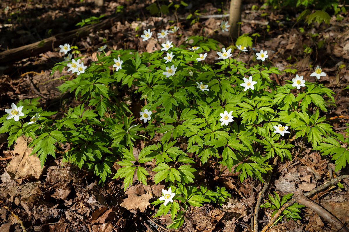 Анемона - Александр Синдерёв