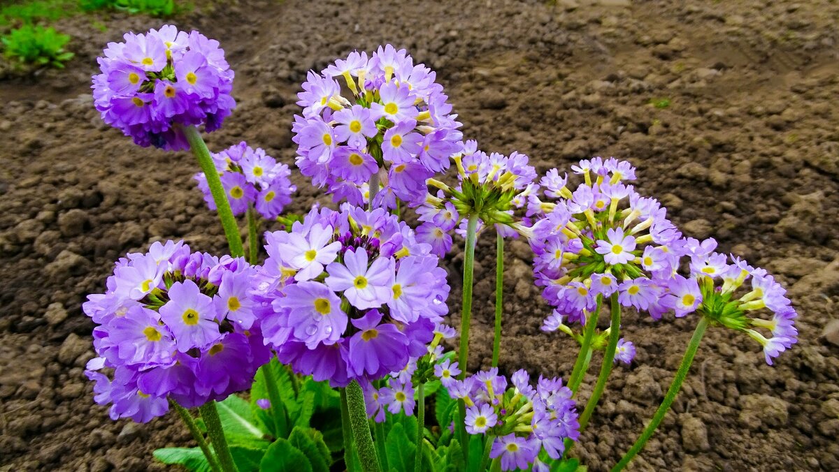 Цветы на городских клумбах - Милешкин Владимир Алексеевич Цветы на городских клумбах - Милешкин Владимир Алексеевич