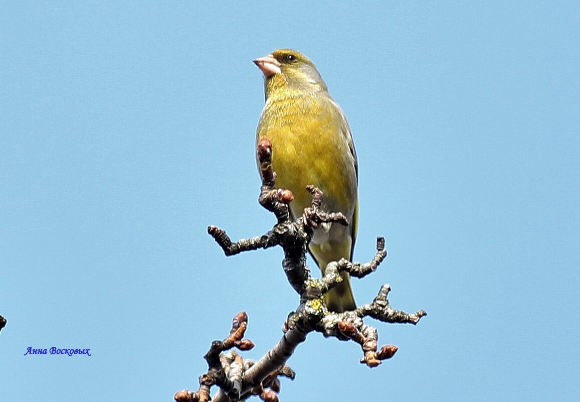 Зеленушка на самой верхушке старушки груши. - Восковых Анна Васильевна Зеленушка на самой верхушке старушки груши. - Восковых Анна Васильевна