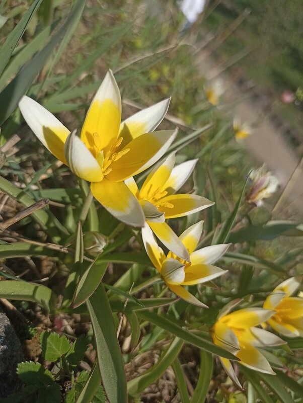 Такие разные, такие прекрасные! - Pippa 