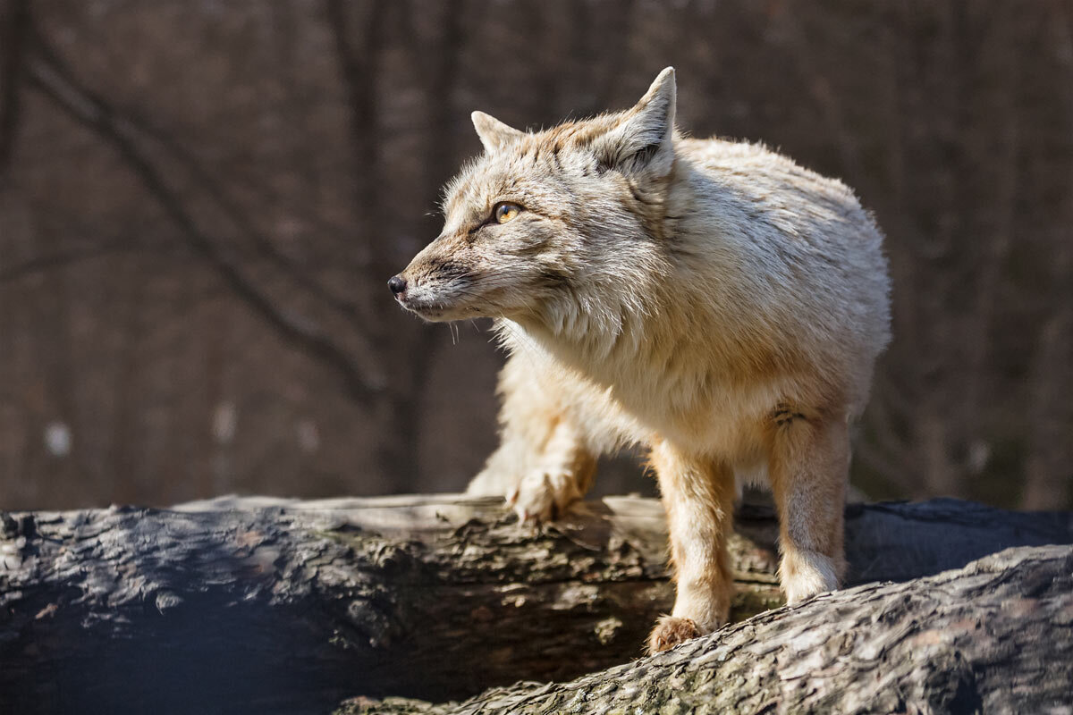 Корсак - SanSan 