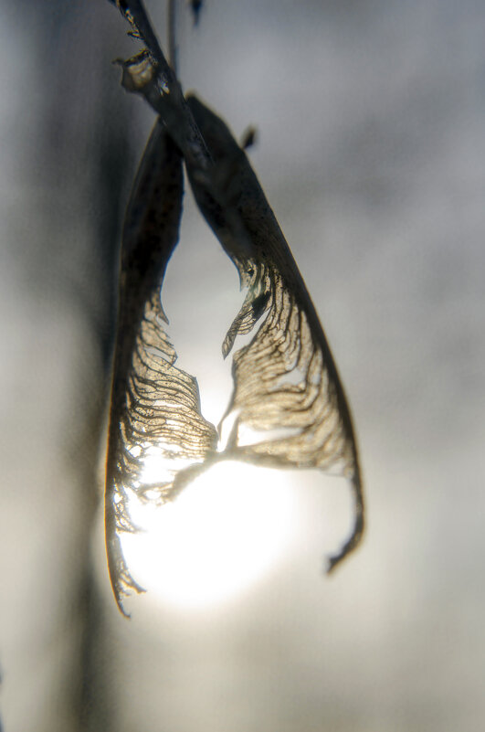 Обхват - Lyubov Busova