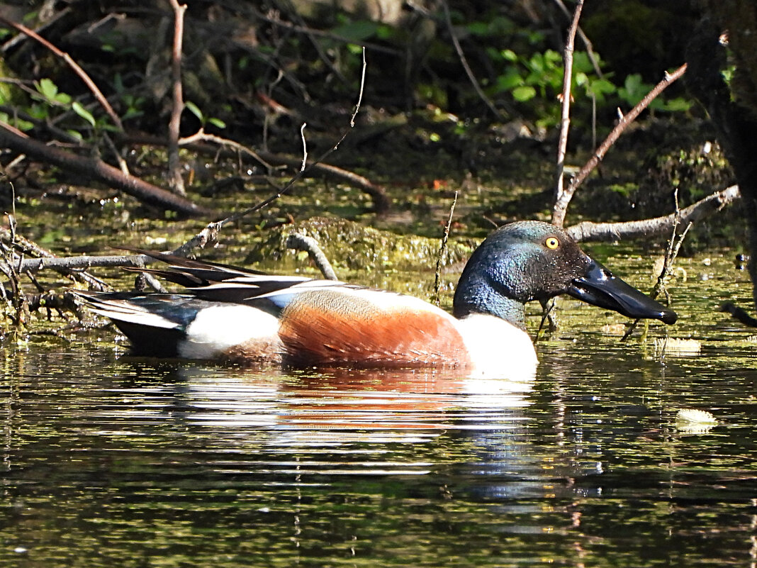 Широконоска - Лина 