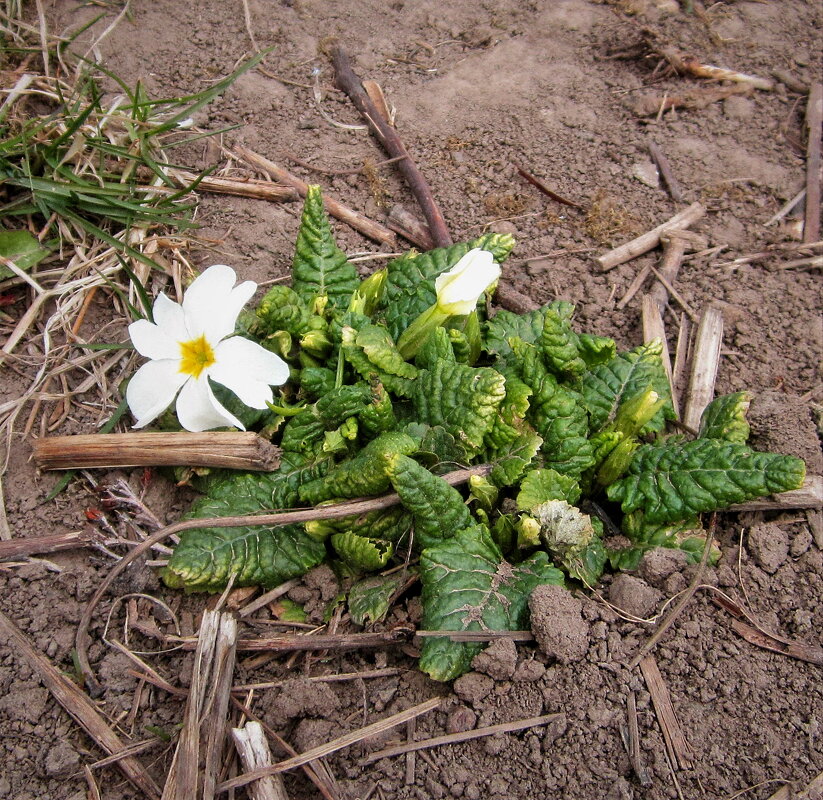 Весенние - Сергей Уткин Весенние - Сергей Уткин