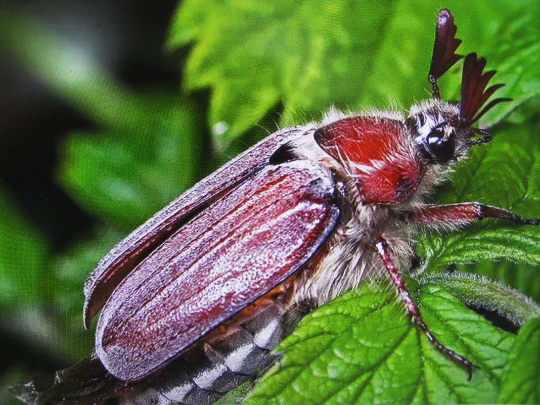 Вот и майский жук проснулся - Людмила Смородинская