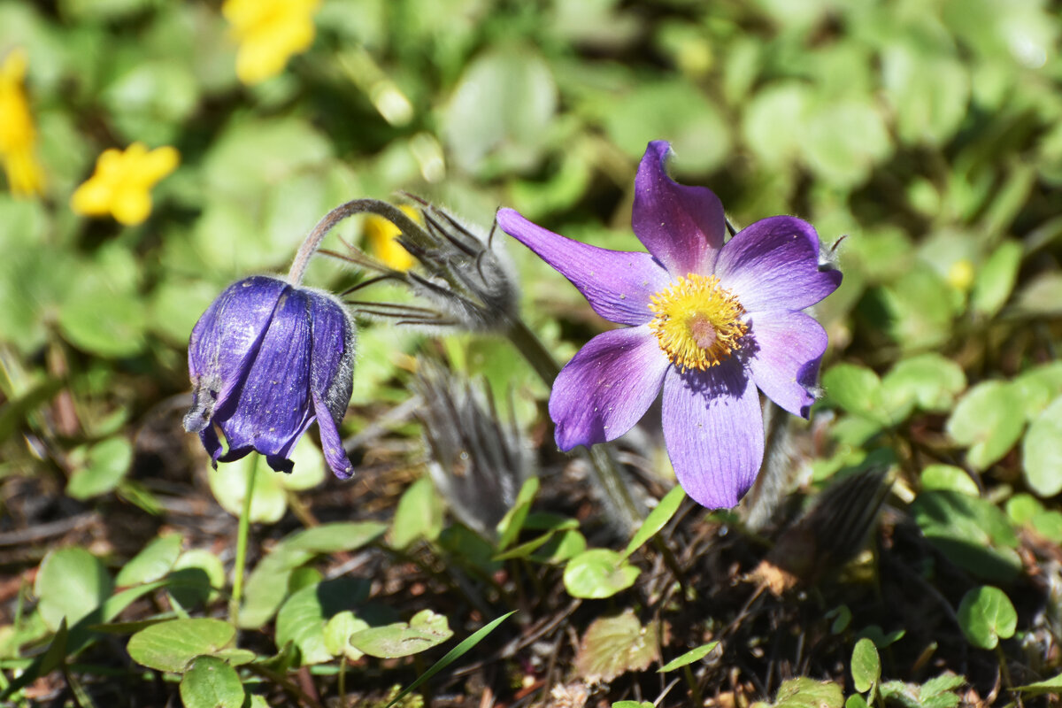 Москва. Ботанический сад МГУ. - Наташа *****