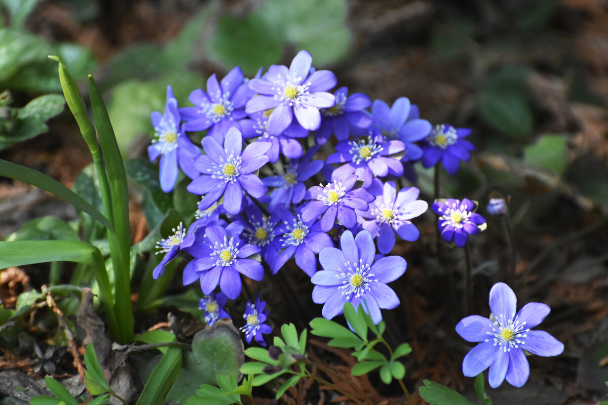 Москва. Ботанический сад МГУ. - Наташа *****