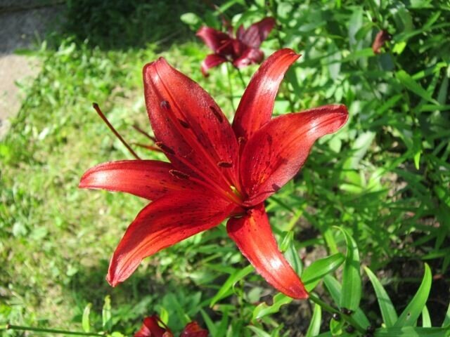 Лилия азиатская Ред Флейвор - Дмитрий Никитин Лилия азиатская Ред Флейвор - Дмитрий Никитин