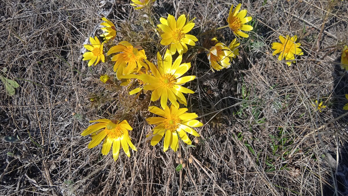 адонис - Елена Шаламова