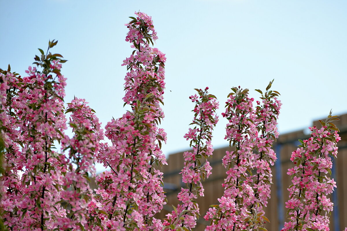 ..... - Сеня Белгородский