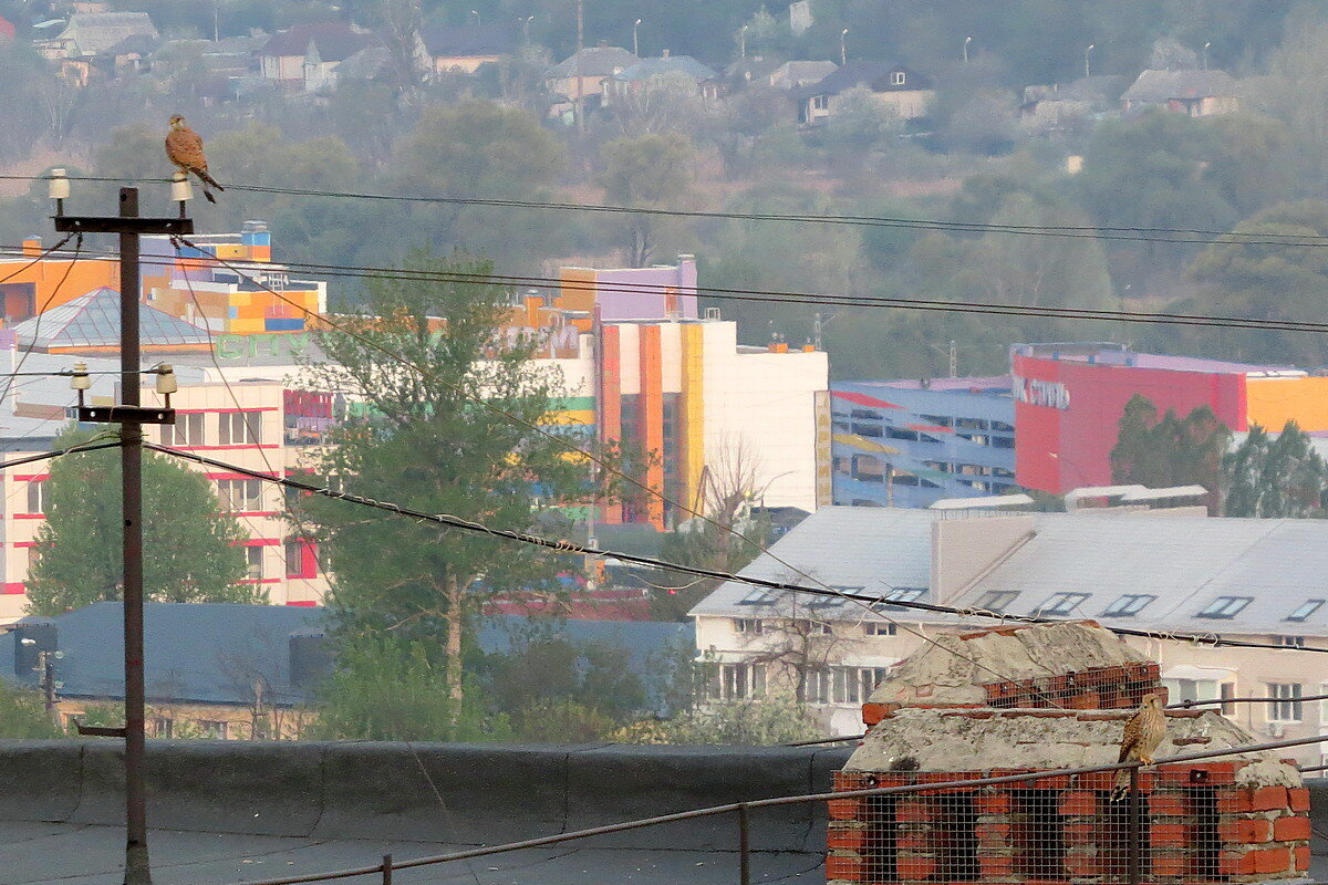 Он и она - Сеня Белгородский Он и она - Сеня Белгородский