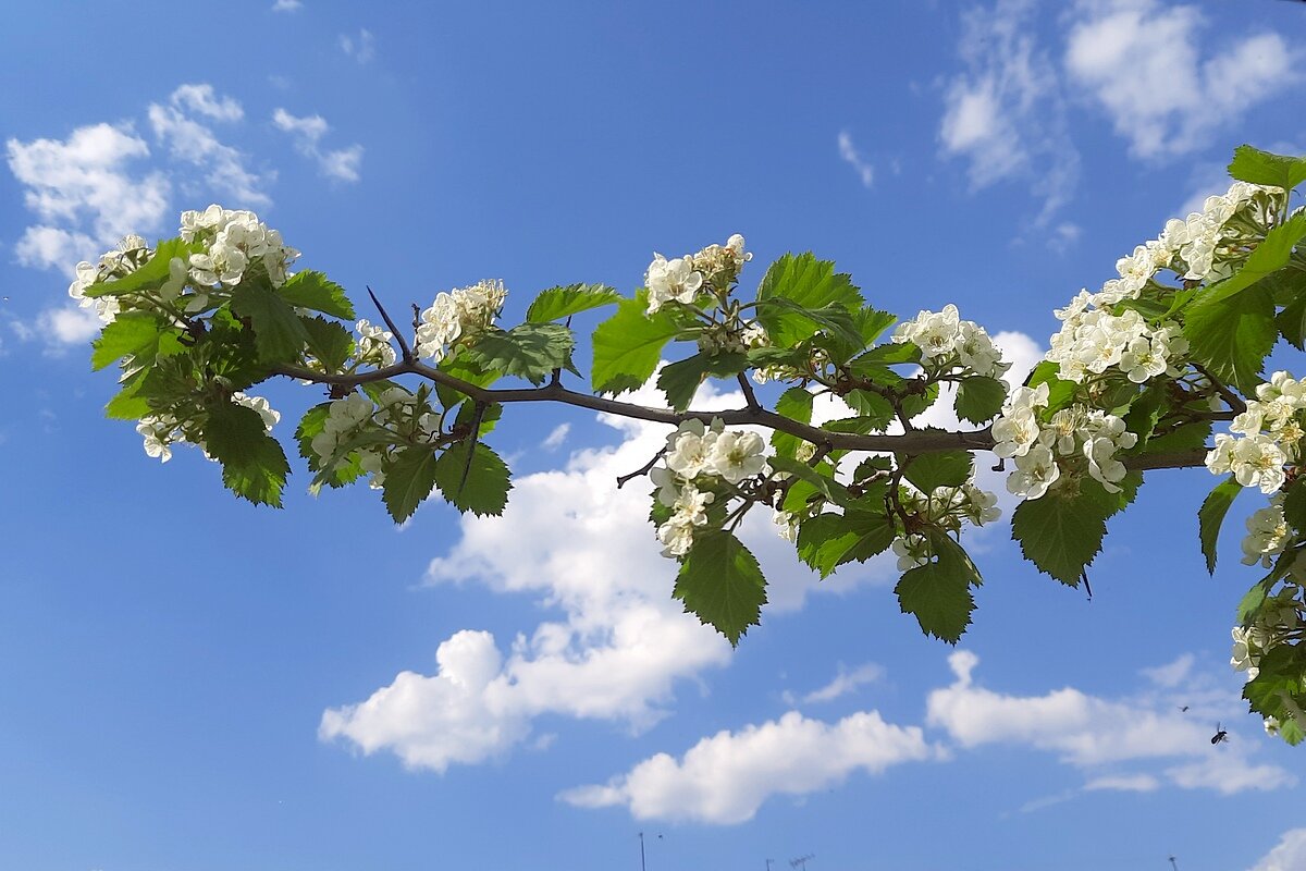 Садовый боярышник - Сеня Белгородский