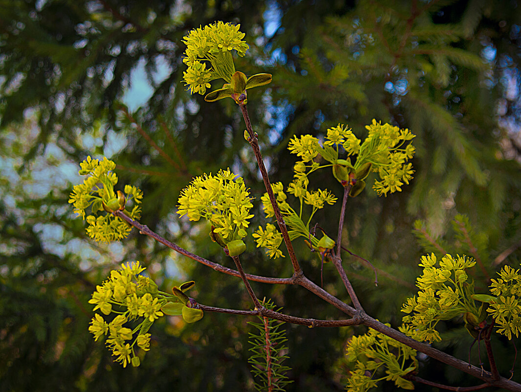 Клён ты мой - Владимир Кроливец